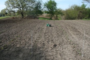 Rows of peppers and tomatoes